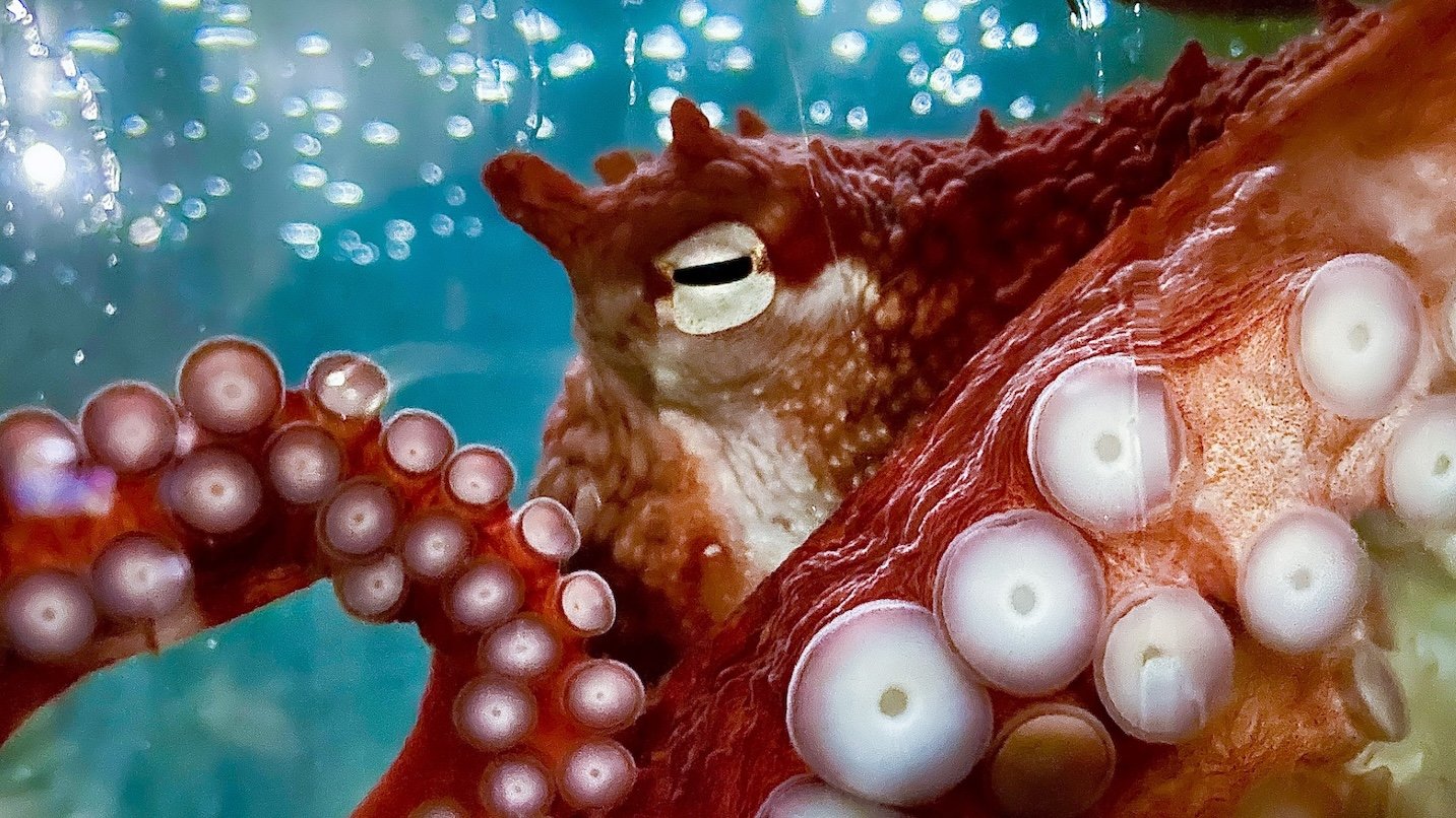 An orange-red octopus pressing suction cup tentacles to the glass and staring out at with a big yellow eye.