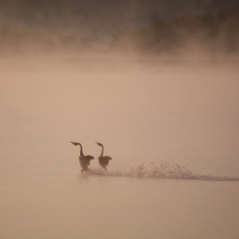 Birds dance across a lake.