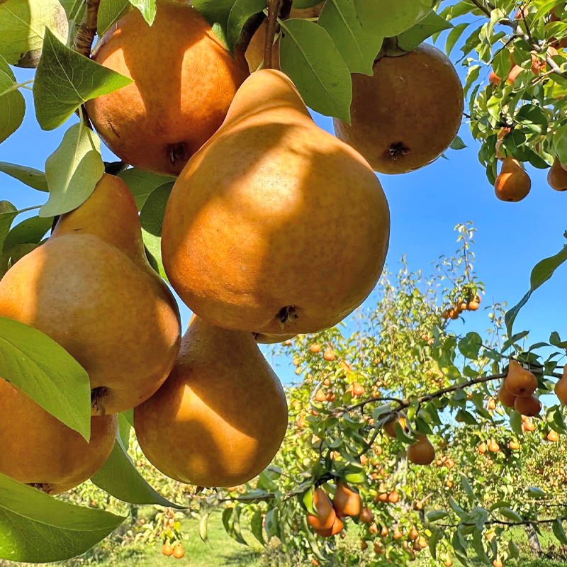 Pear orchard.