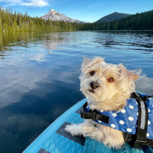 A dog sits on a paddle board in a lake.