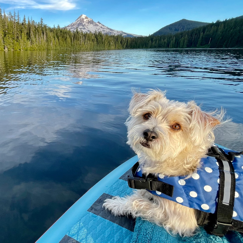 A dog sits on a paddle board in a lake.