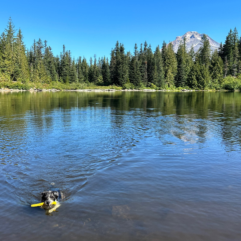 A dog swims in a mountain-reflected lake.