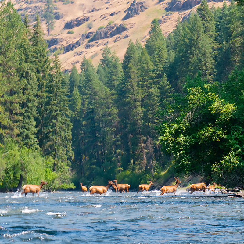 Herd of elk crossing the Minam River