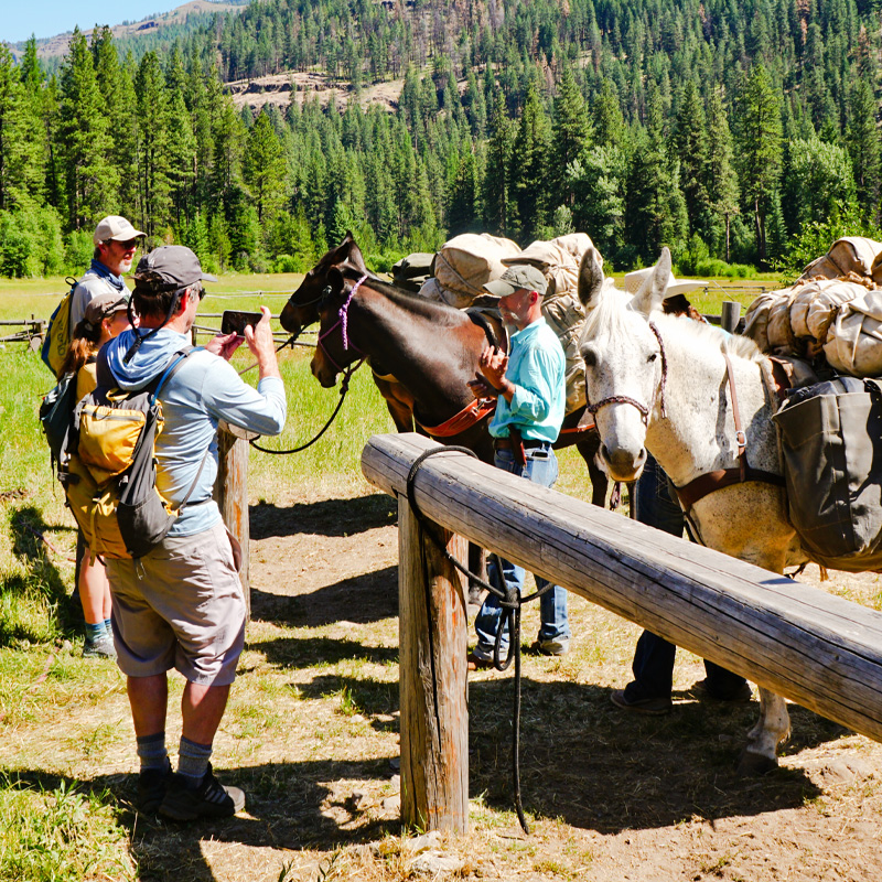 People taking photos of the horses.