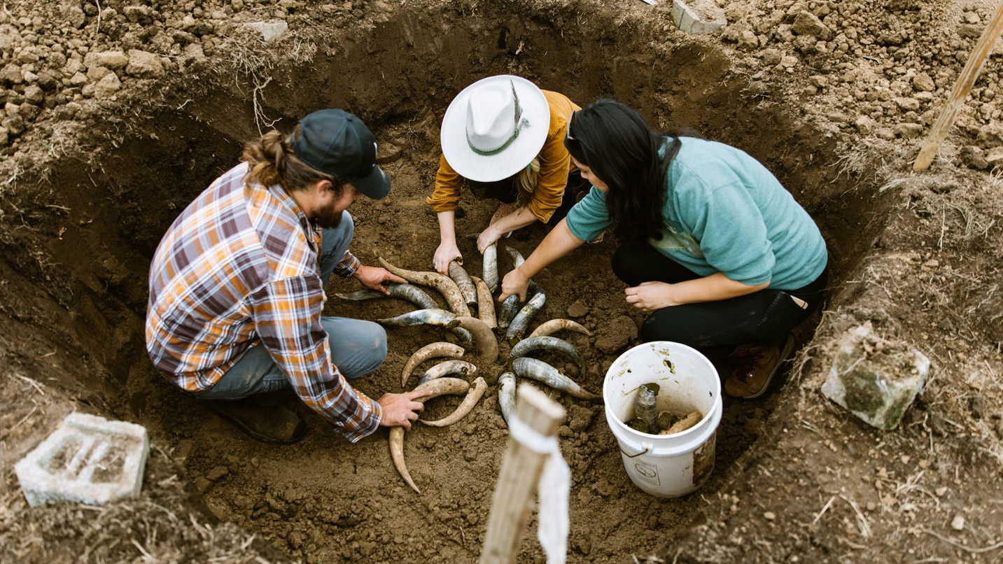 Three people in dug out hole in the ground burying cow horns.