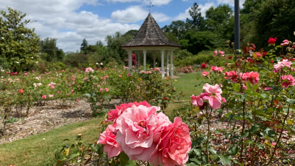A rose garden in bloom.