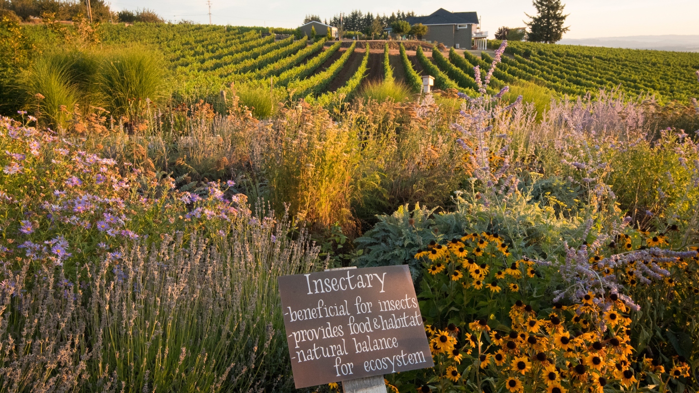 Garden with colorful flowers and sign in foreground and rows of wine grapes in background