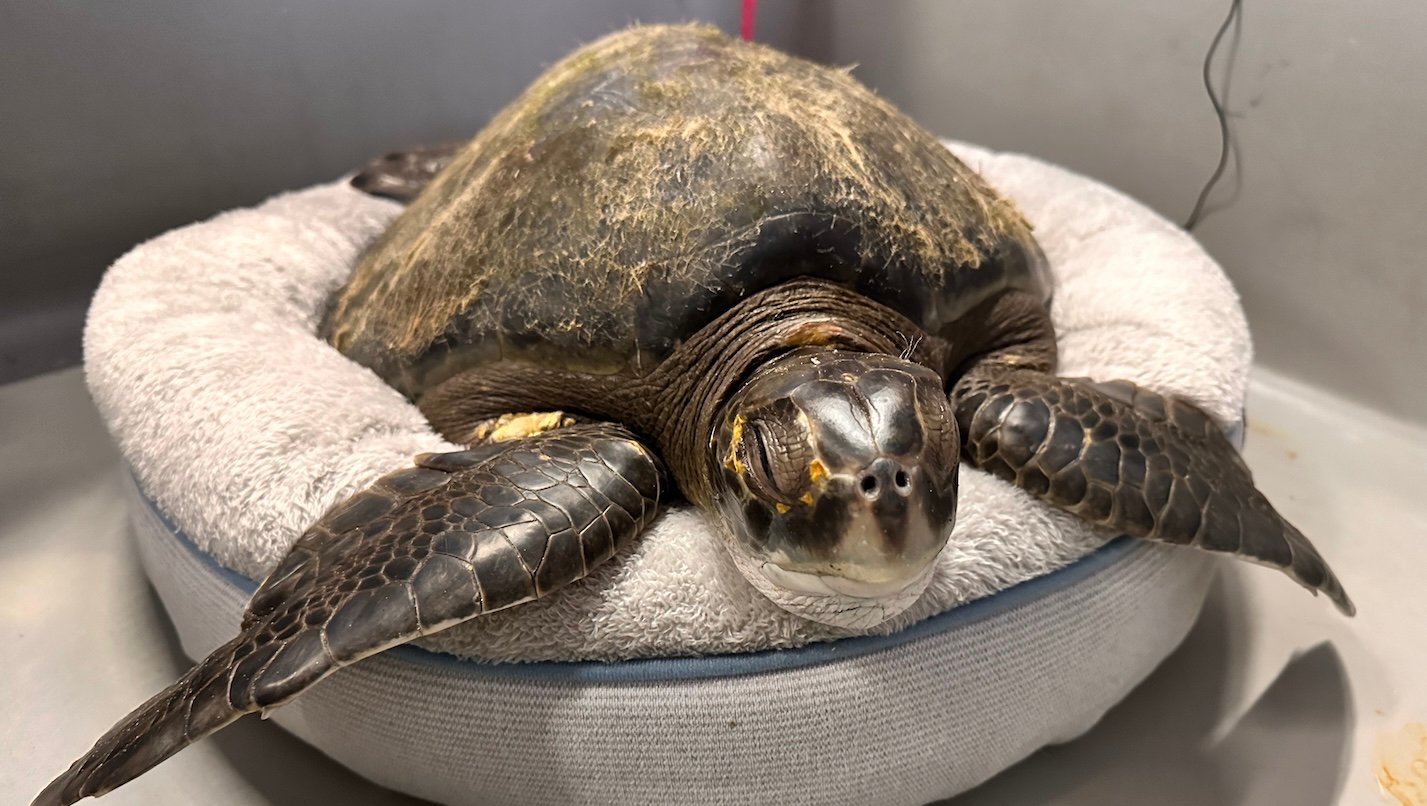 A green sea turtle rests with closed eyes on a dog bed.