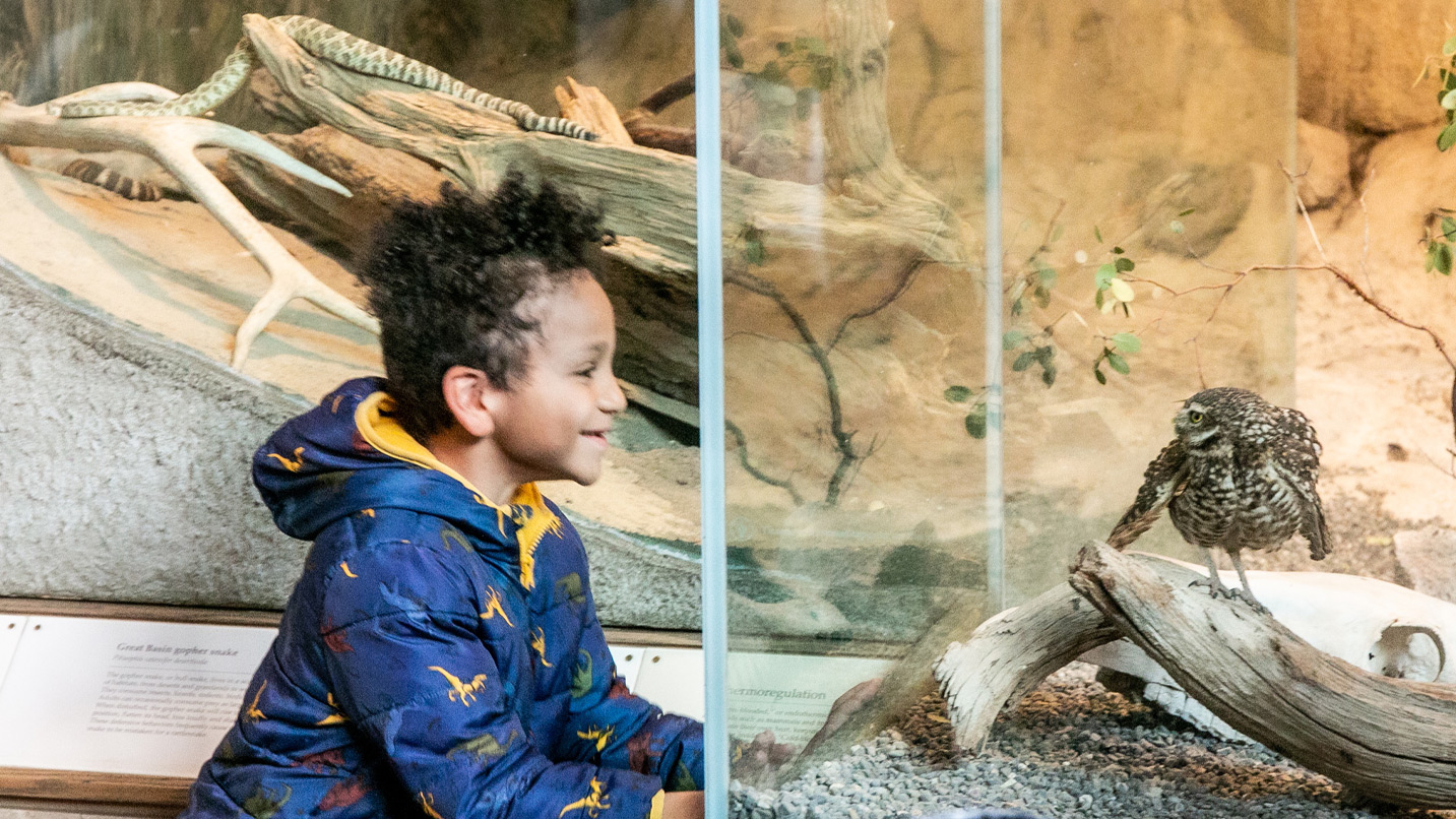 A young boy looks at a small owl in a museum exhibit.