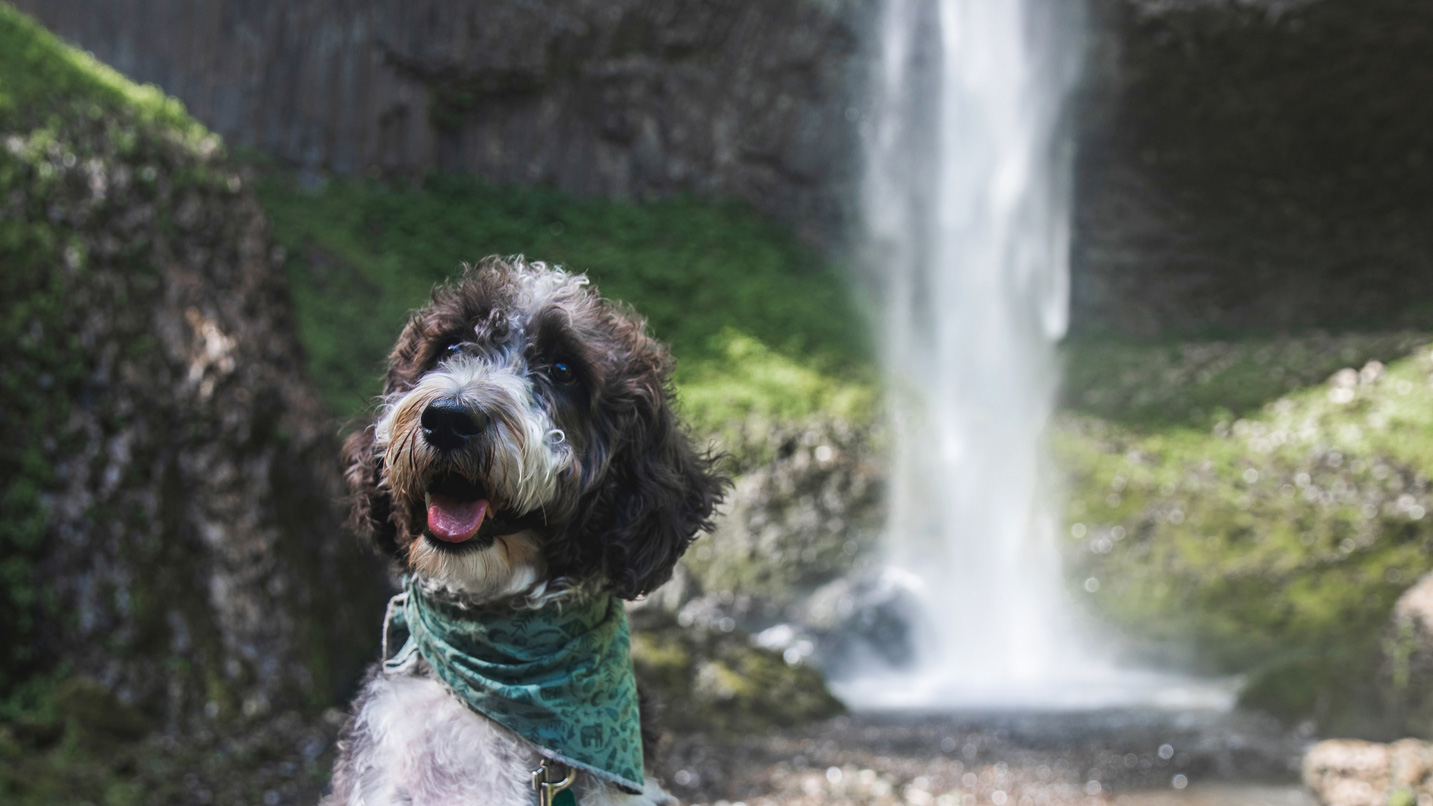 A dog smiles at the camera in front of a waterfall.