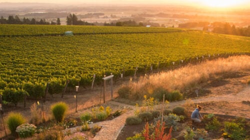 Aerial view of a sunset over a vineyard.