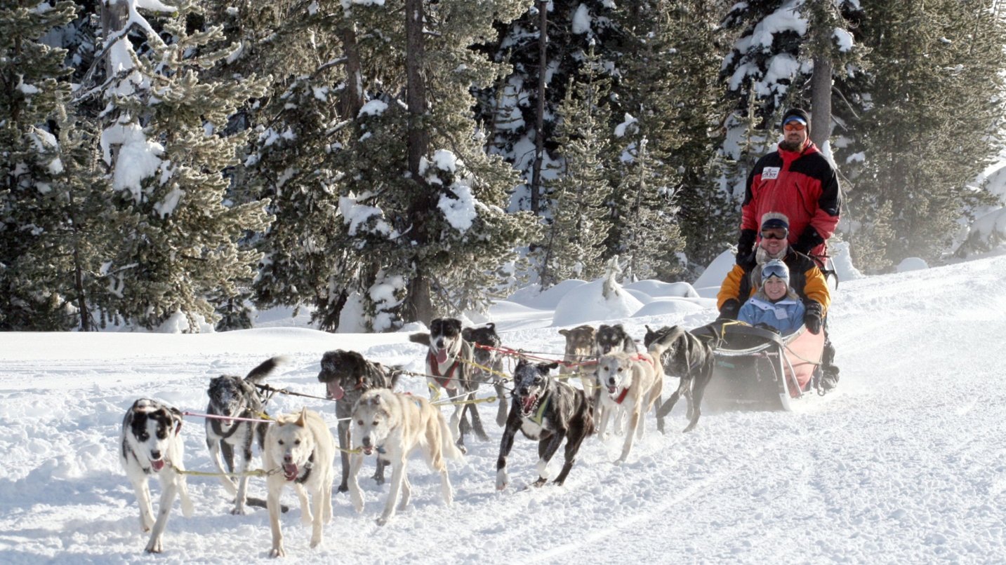 People wearing coats riding in a sled pulled by several dogs, with snow and trees all around