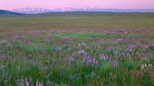 A wide open field of blooming purple wildflowers at sunset, with the snow-capped Wallowa Mountains in the background under a pink and purple sky.