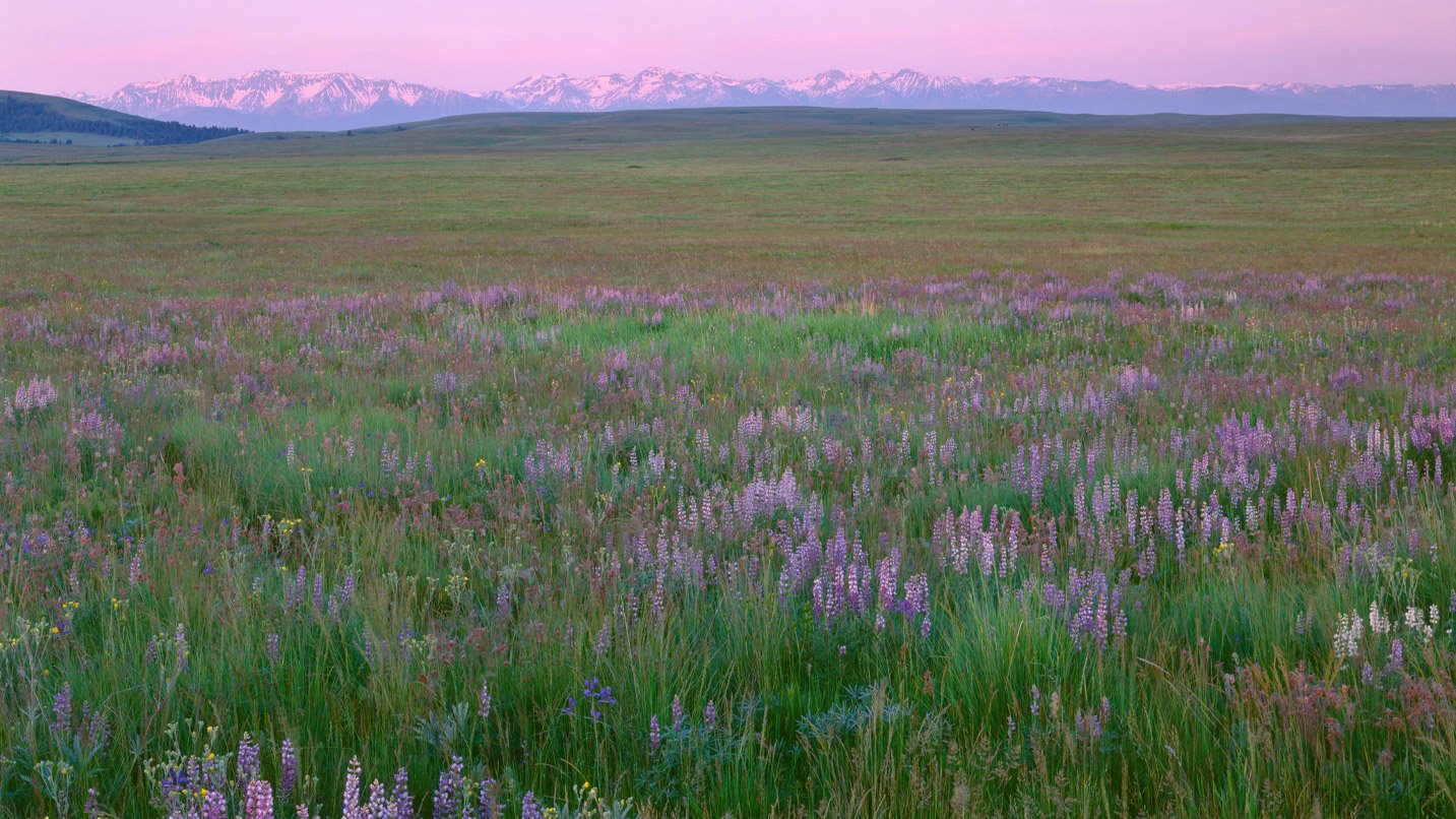 A wide open field of blooming purple wildflowers at sunset, with the snow-capped Wallowa Mountains in the background under a pink and purple sky.