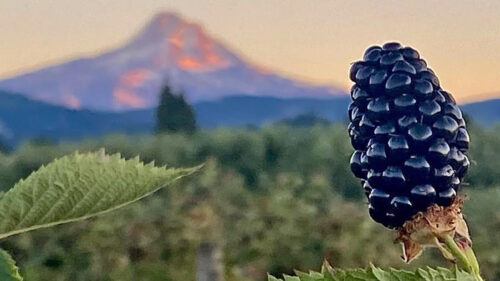 A ripe blackberry on the vine in the foreground. In the background, the silhouette of Mt. Hood is visible.