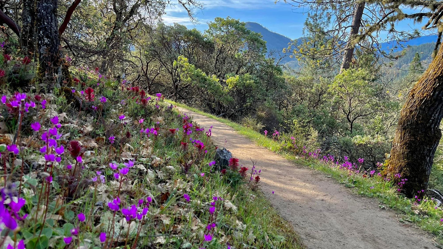 A trail winds past wildflowers.