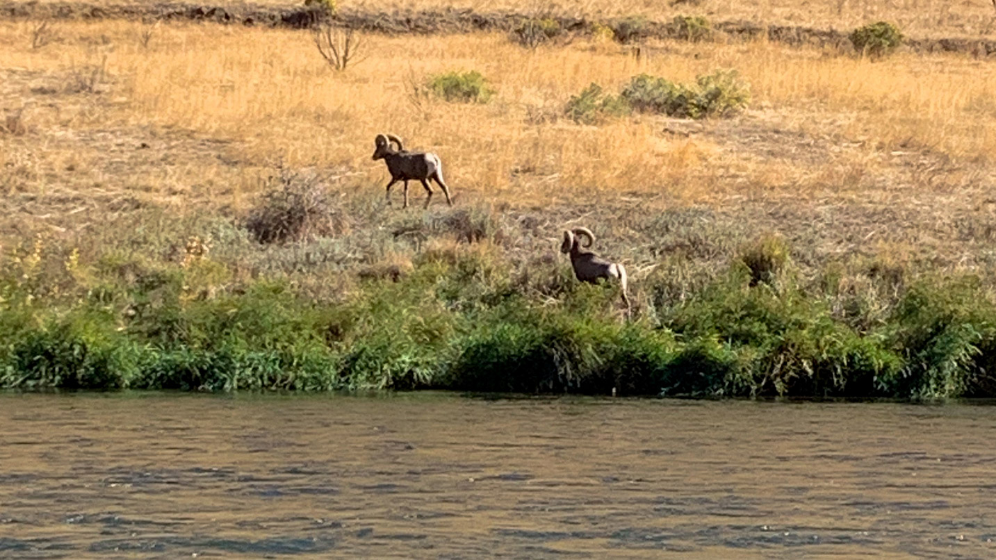 Two bighorn sheep run up a riverbank.