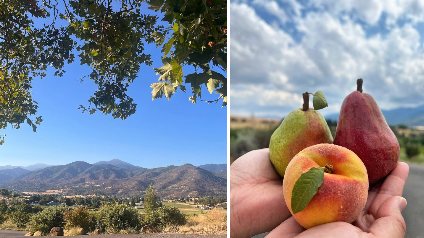 One photo shows the orchards and view and the other shows a hand holding fruit.