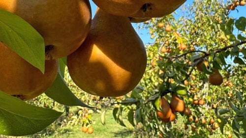 Pears hang from trees.