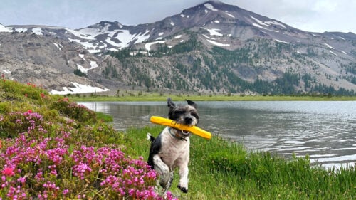 A small terrier with a toy stick prances around the bank of an alpine lake.
