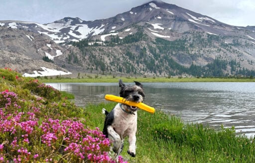 A small terrier with a toy stick prances around the bank of an alpine lake.