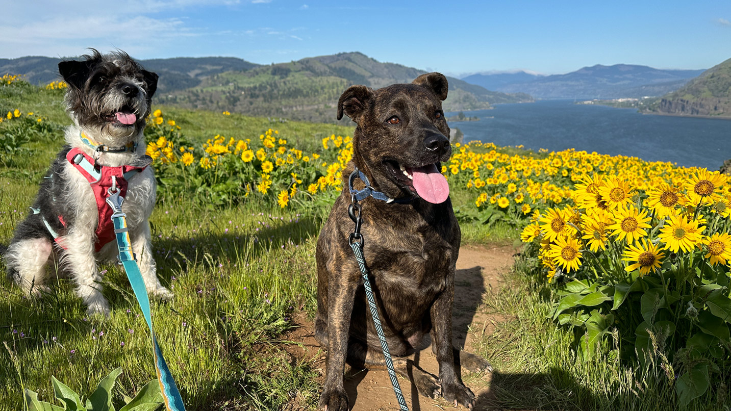 Two dogs sit in a field of yellow flowers overlooking the Columbia River Gorge.