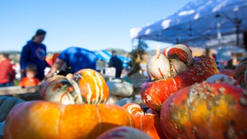 Pumpkins in a variety of sizes and colors.