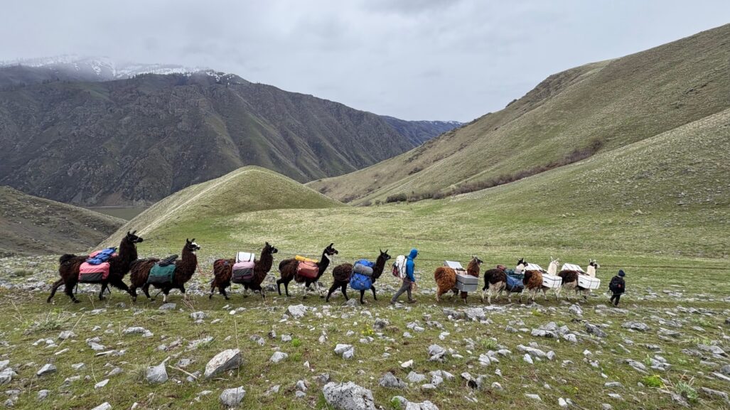 Line of llamas holding packs on their backs and people walking alongside, against backdrop of tall mountain peaks