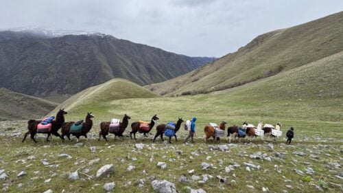 Line of llamas holding packs on their backs and people walking alongside, against backdrop of tall mountain peaks