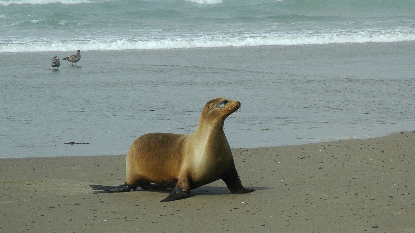 sea lion walks on sandy beach