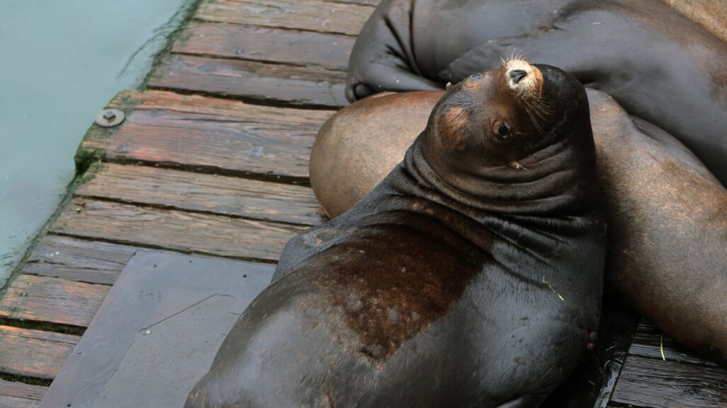 Sea lions lay on wooden dock on ocean
