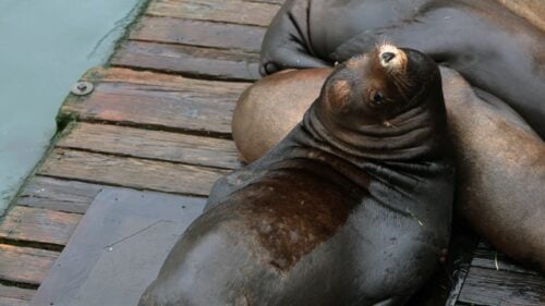 Sea lions lay on wooden dock on ocean