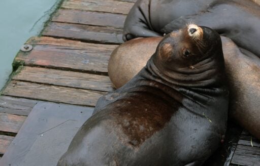 Sea lions lay on wooden dock on ocean