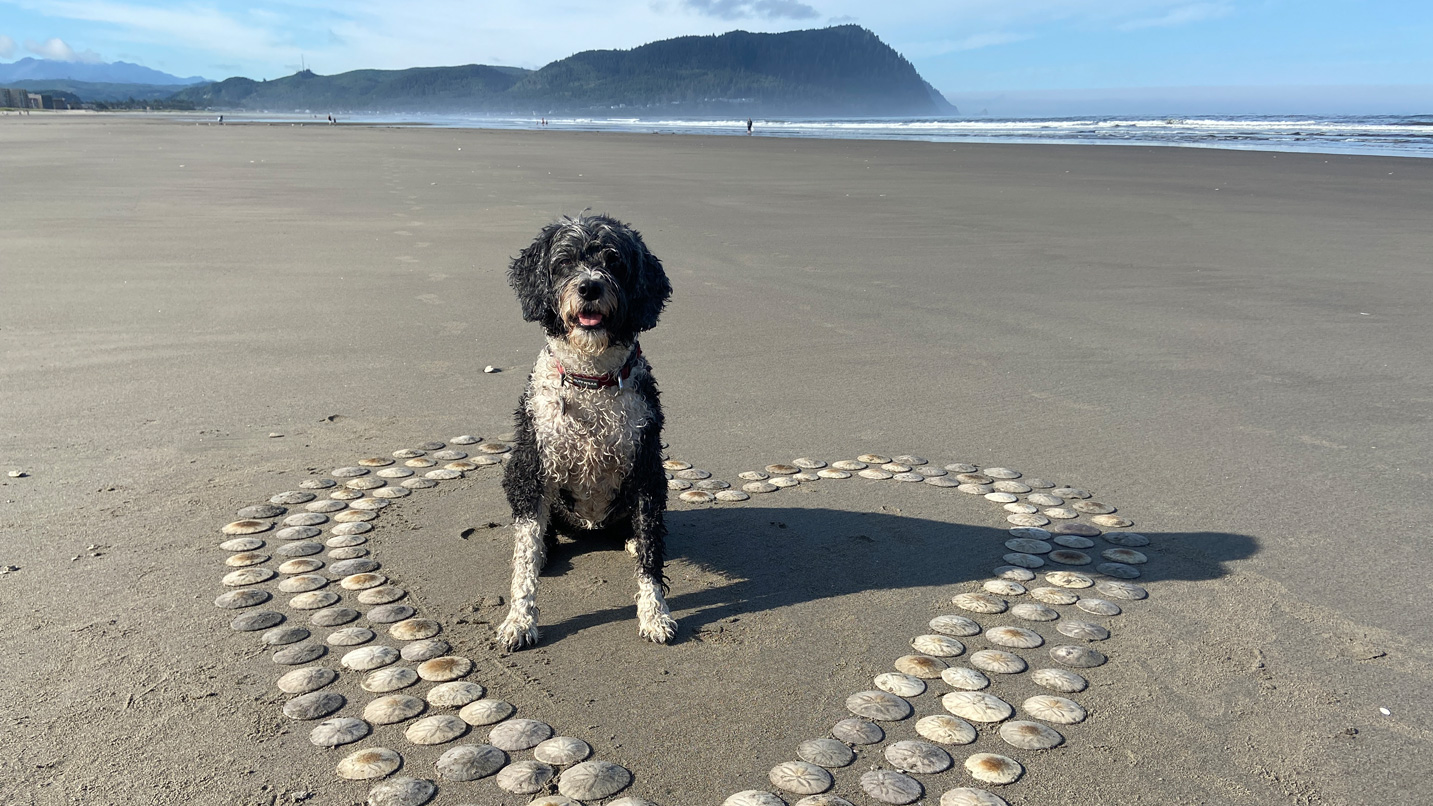 A dog sitting in the center of a heart shaped out of sand dollars on the shore.