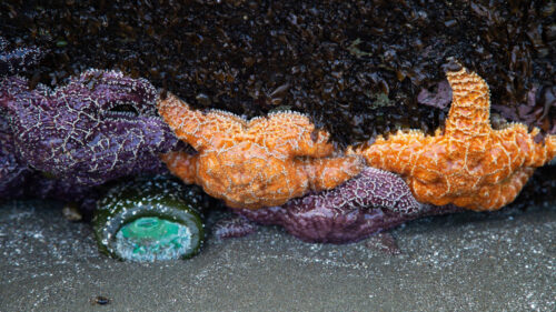 Bright orange and purple seastars in a tide pool.