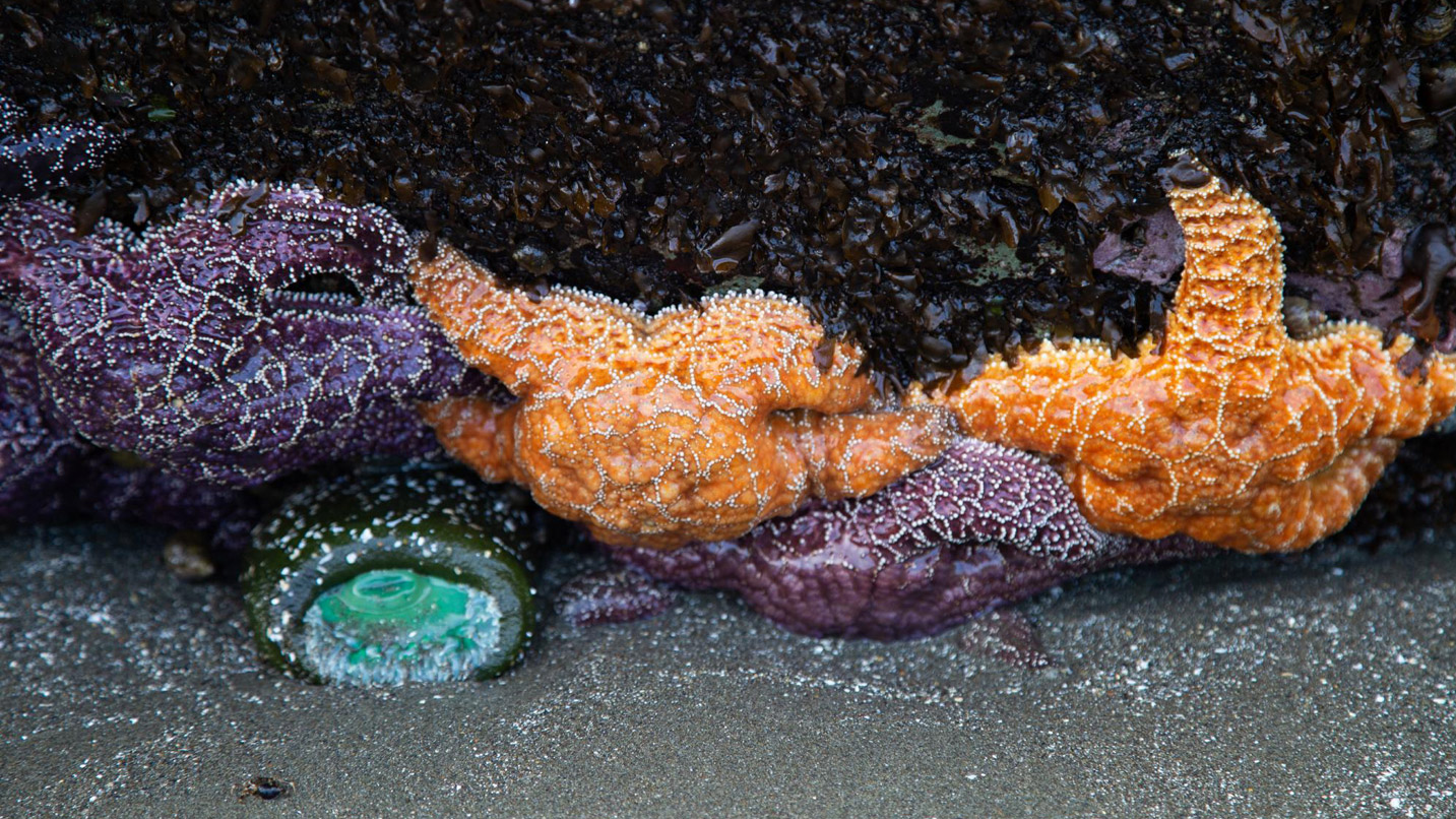 Bright orange and purple seastars in a tide pool.