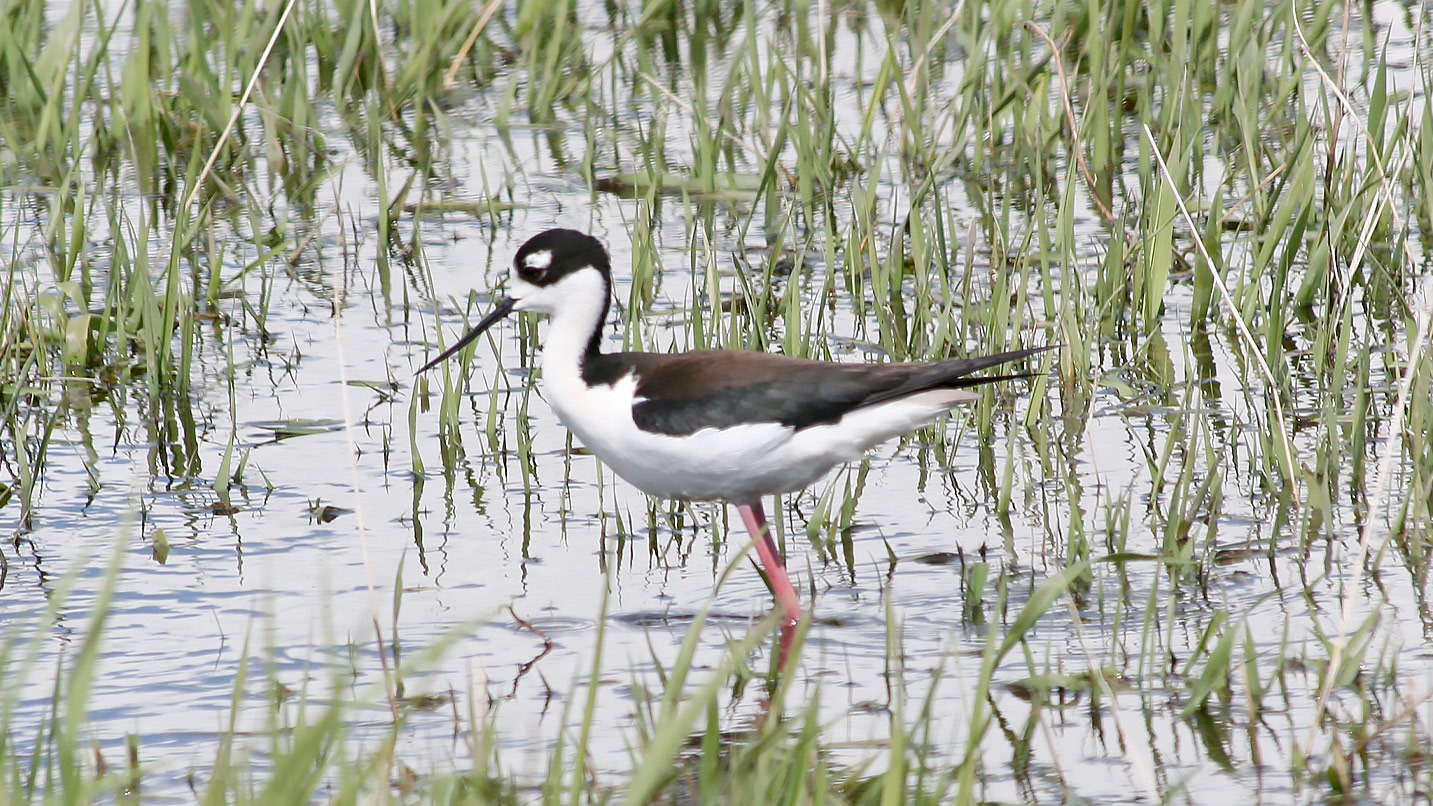 A small black and white bird stands in a marsh.