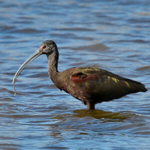 A bird with a long beak in the water.