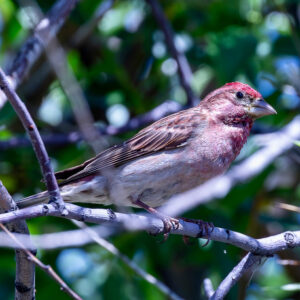 A brightly colored small bird sits on a tree branch.