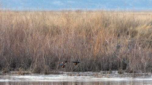Brightly colored ducks take flight over a lake next to a marsh.