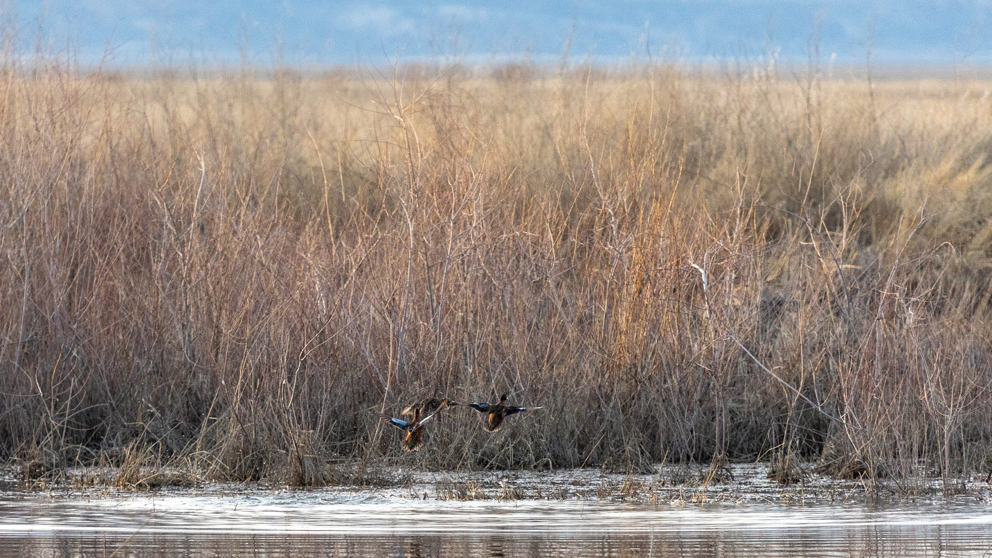 Brightly colored ducks take flight over a lake next to a marsh.