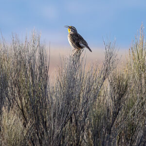A small colorful bird sits on top of sagebrush.