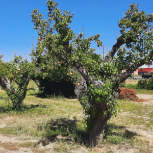 Trees with pears on them.