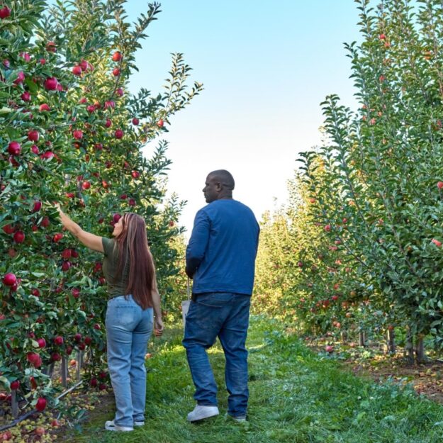 A woman and man walk in an apple orchard against blue sky, and the woman reaches up to pick a red apple