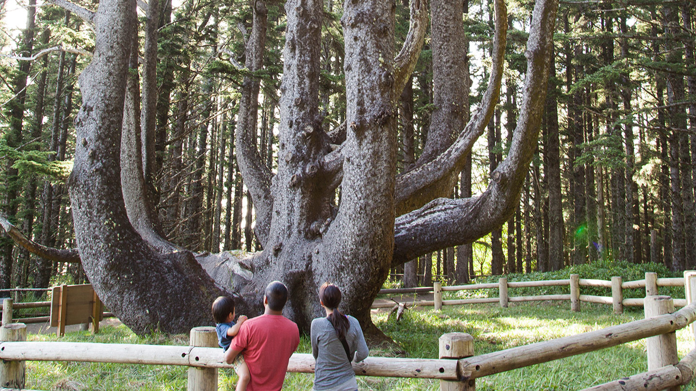 A family looks at a large tree that resembles tentacles of an octopus.
