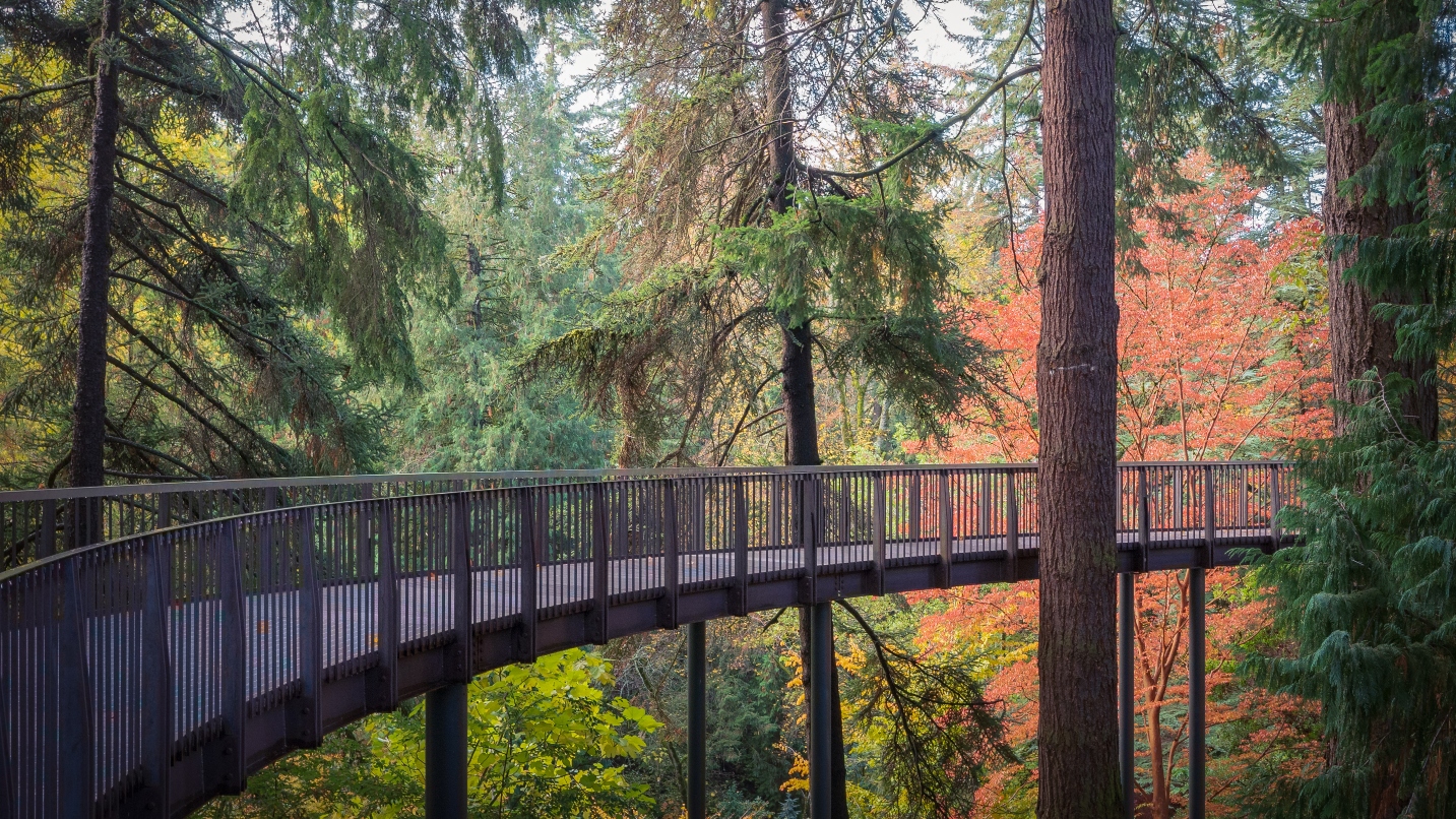 Curved walkway suspended in tall trees with green and orange leaves