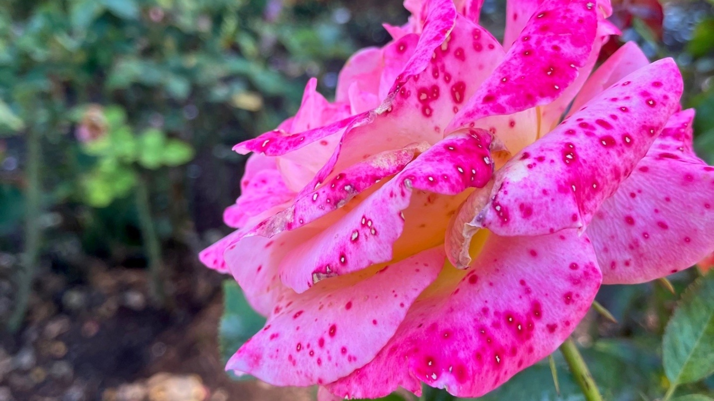 A multi-hued pink rose at the Portland Rose Test Garden