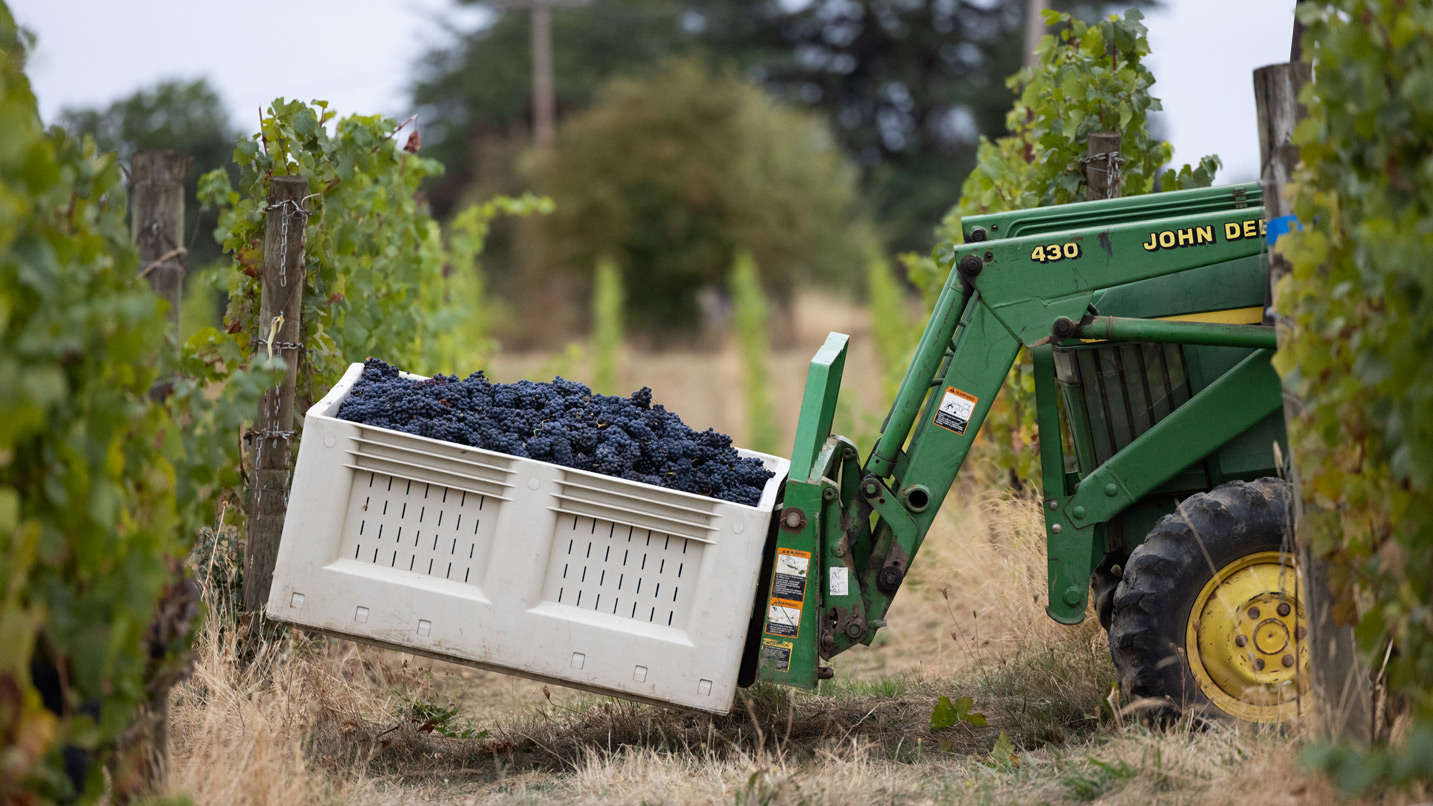 A tractor carrying a bin of purple wine grapes.