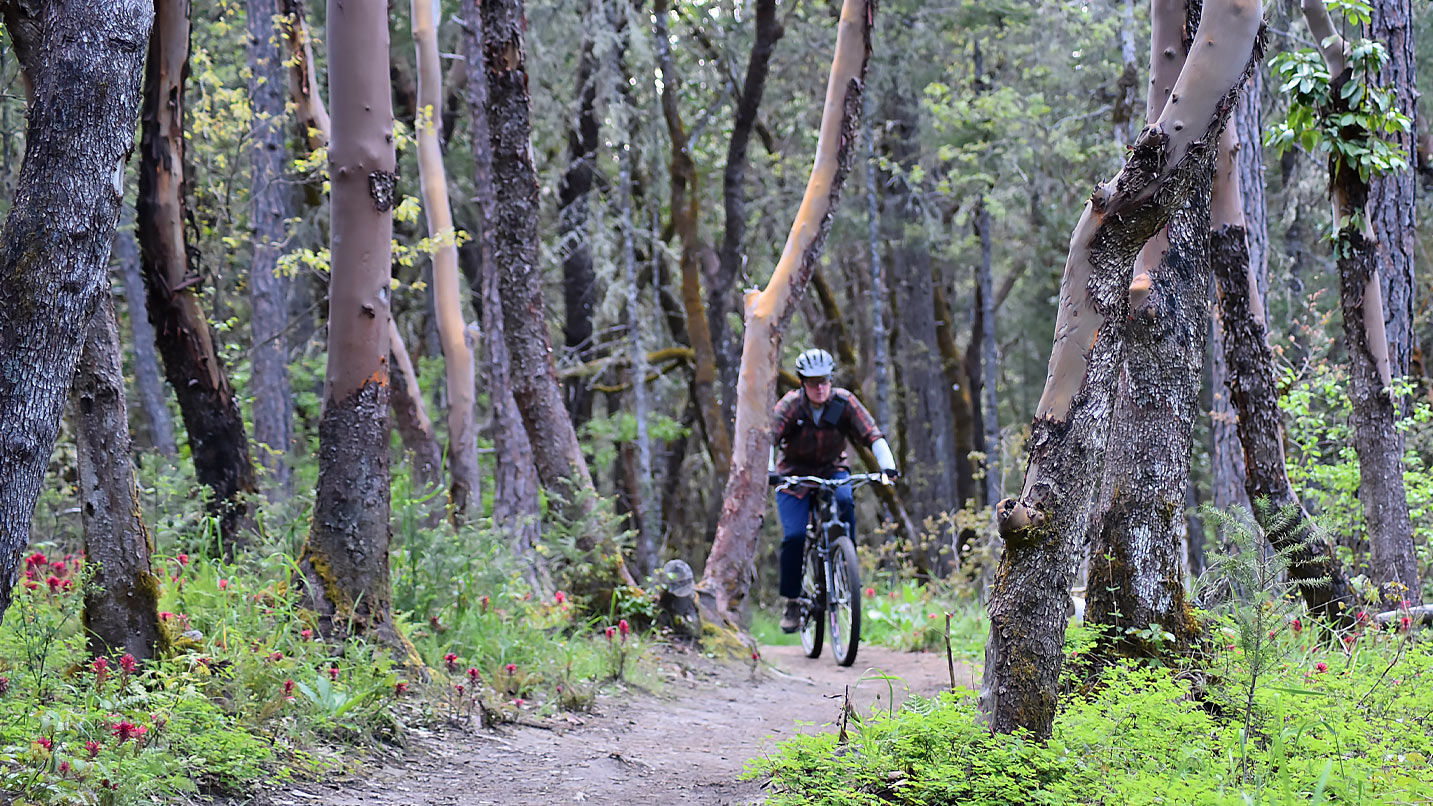 A person mountain biking on a narrow path through trees and wildflowers.