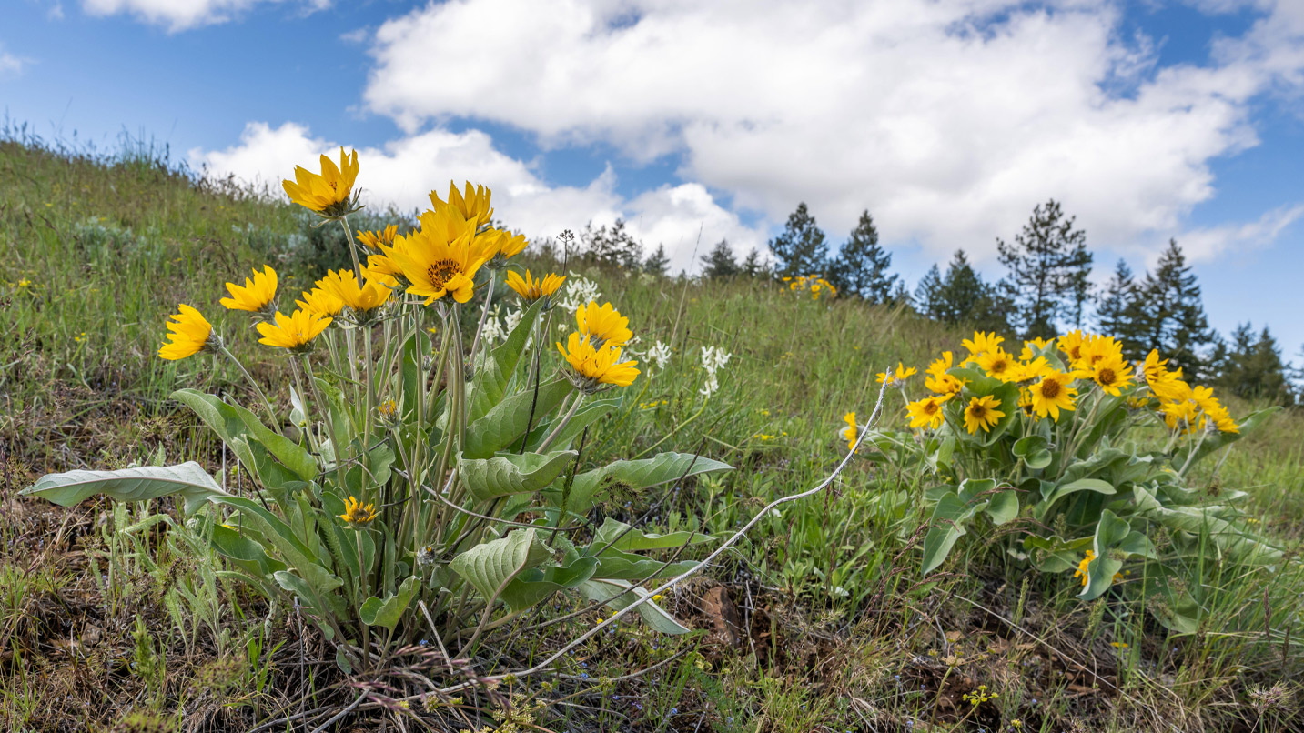 Two large bunches of yellow wildflowers along a trail.